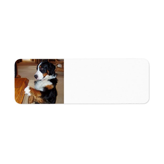 bernese-mountain-dog-begging.png (Front)