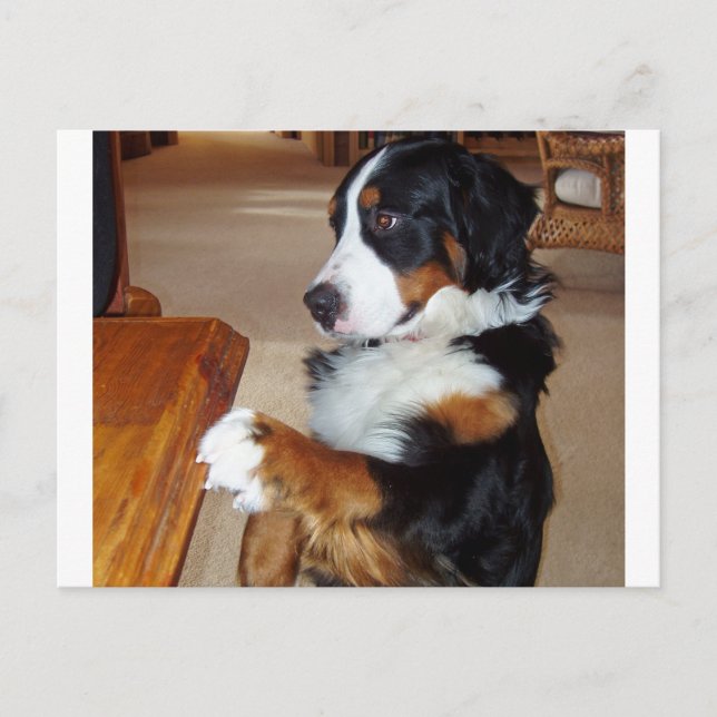 bernese-mountain-dog-begging.png postcard (Front)