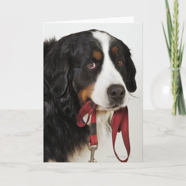 Bernese Mountain Dog (Berner Sennenhund) with Card (Front)