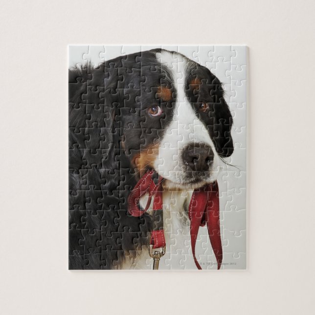 Bernese Mountain Dog (Berner Sennenhund) with Jigsaw Puzzle (Vertical)