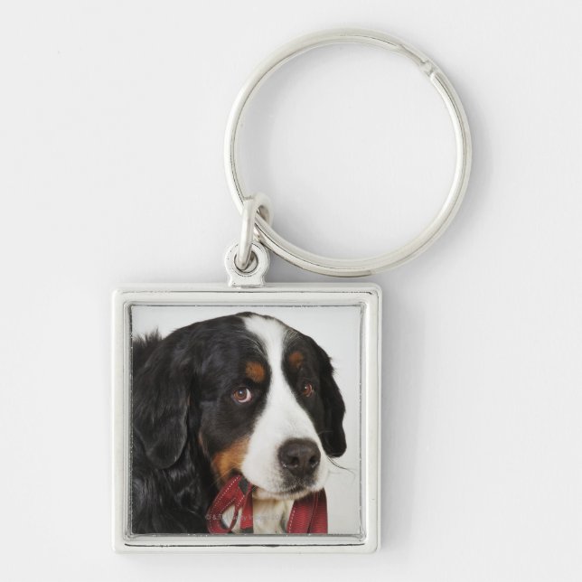Bernese Mountain Dog (Berner Sennenhund) with Key Ring (Front)