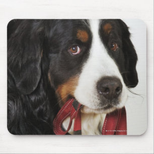 Bernese Mountain Dog (Berner Sennenhund) with Mouse Mat