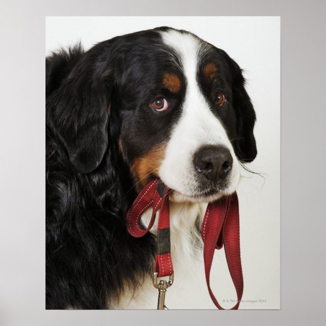 Bernese Mountain Dog (Berner Sennenhund) with Poster (Front)