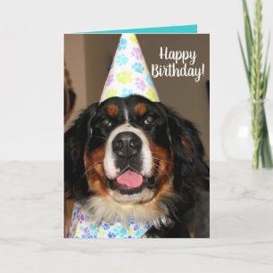 Bernese Mountain Dog Birthday Card