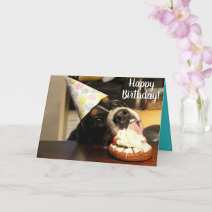 Bernese Mountain Dog Birthday Card