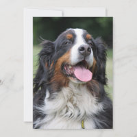 bernese mountain dog birthday