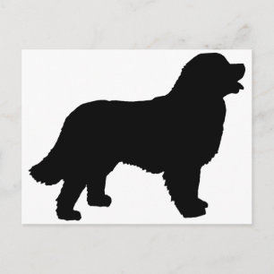 Bernese Mountain Dog (black silhouette) Postcard