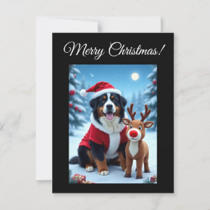 Bernese Mountain Dog Christmas  Postcard