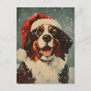 Bernese Mountain dog Christmas  Postcard