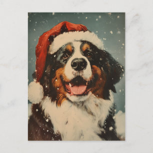 Bernese mountain dog christmas  postcard