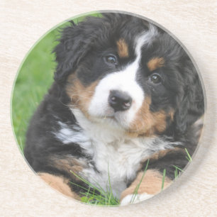 Bernese Mountain Dog Coaster
