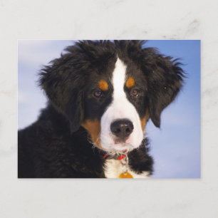 Bernese Mountain Dog - Cute Puppy Photo Postcard