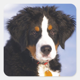 Bernese Mountain Dog - Cute Puppy Photo Square Sticker