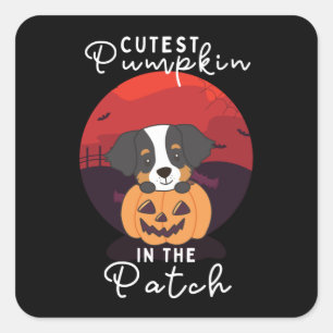 Bernese Mountain Dog Cutest Pumpkin In The Patch Square Sticker