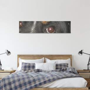 Bernese Mountain Dog Eyes Canvas Print