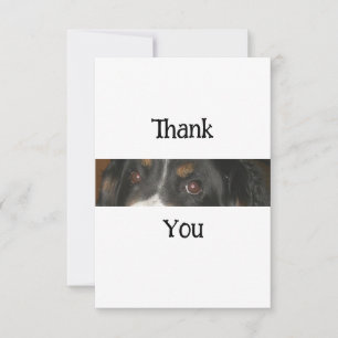 Bernese Mountain Dog Eyes Thank You Card