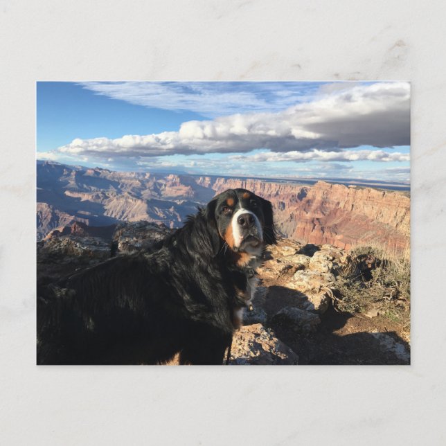 Bernese Mountain Dog Grand Canyon Postcard (Front)