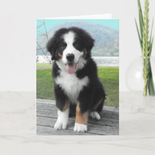Bernese Mountain Dog Greeting Card