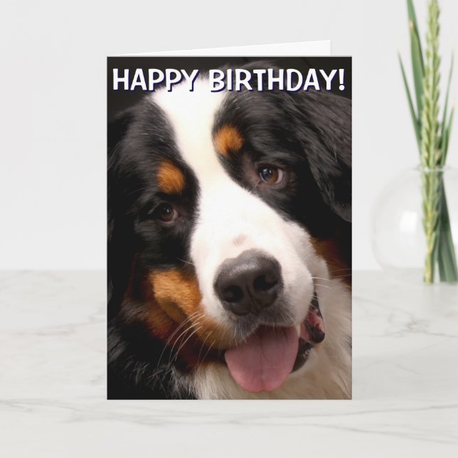 Bernese Mountain Dog greetings card (Front)