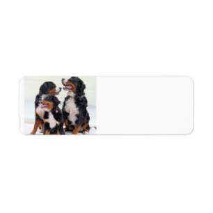 bernese mountain dog group