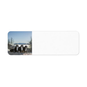 bernese mountain dog group