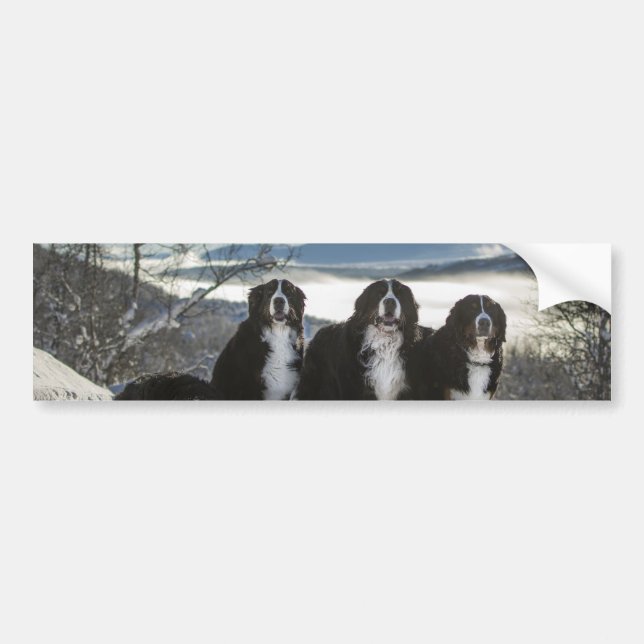 bernese mountain dog group   bumper sticker (Front)