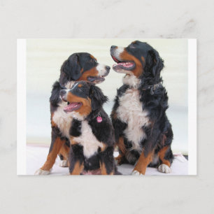 bernese mountain dog group postcard