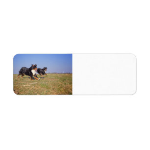 bernese mountain dog group second