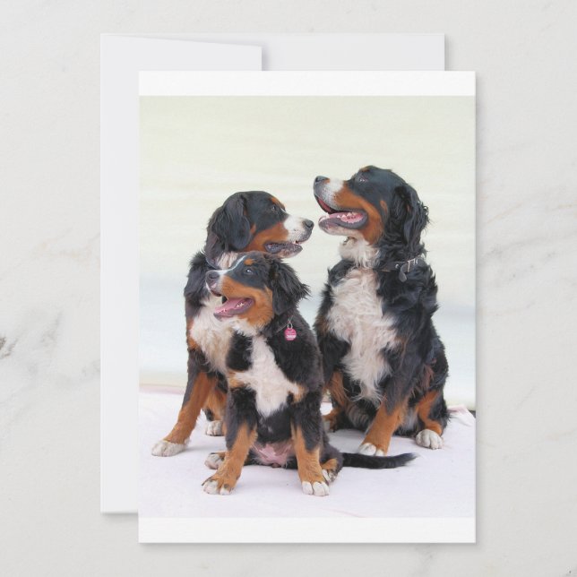 bernese-mountain-dog group sitting (Front)