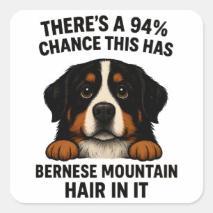Bernese Mountain Dog Hair In Everything Funny  Square Sticker