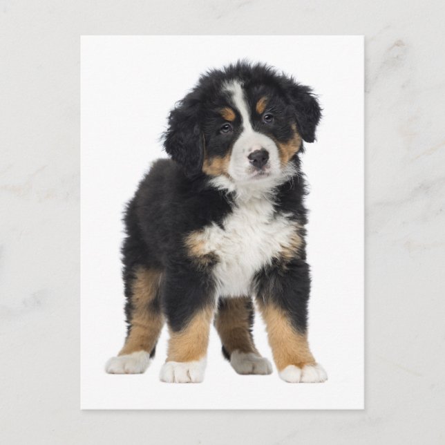 Bernese Mountain Dog Hello, Love, Sorry, Thank You Postcard (Front)