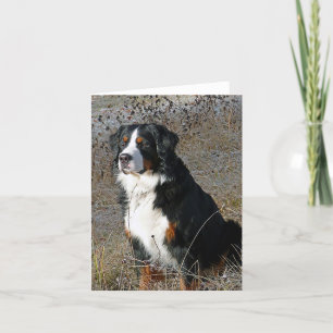 Bernese Mountain Dog Hello Love Thank You Sorry Card