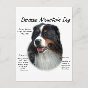Bernese Mountain Dog History; All About Berners Postcard