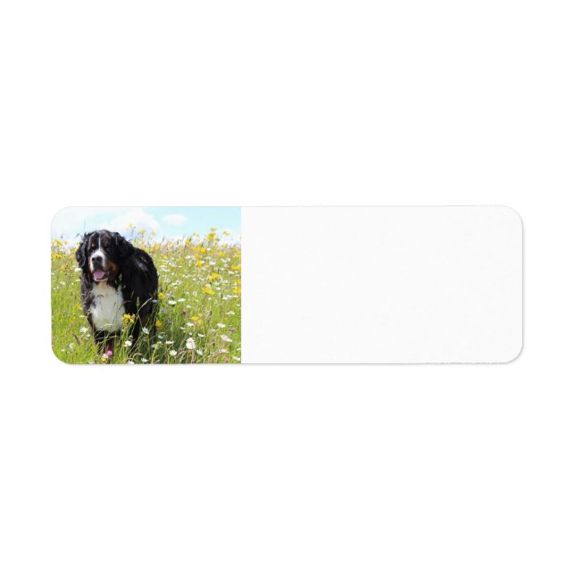 bernese mountain dog in field (Front)