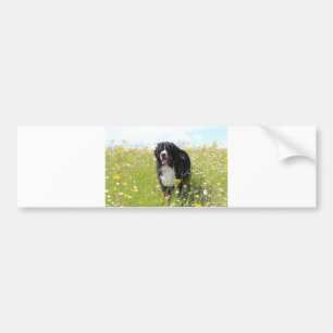 bernese mountain dog in field bumper sticker