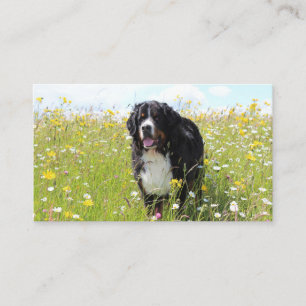 bernese mountain dog in field business card