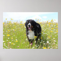 bernese mountain dog in field