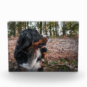 bernese mountain dog in forest photo block