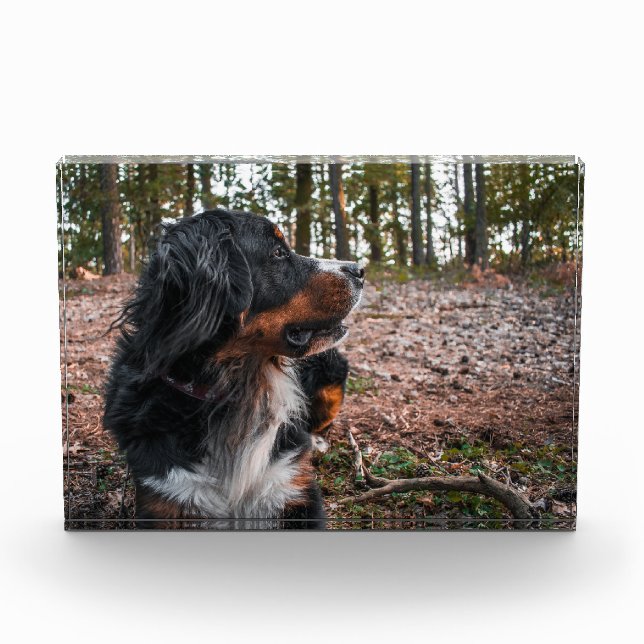 bernese mountain dog in forest photo block (Front)