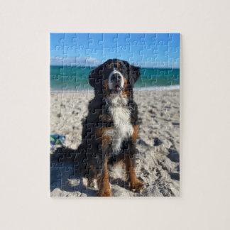 Bernese Mountain Dog  Jigsaw Puzzle