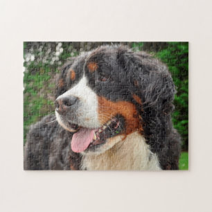Bernese Mountain Dog. Jigsaw Puzzle
