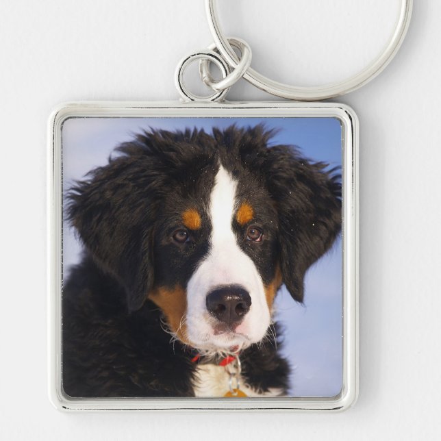 Bernese Mountain Dog Key Ring (Front)