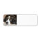 bernese mountain dog laying