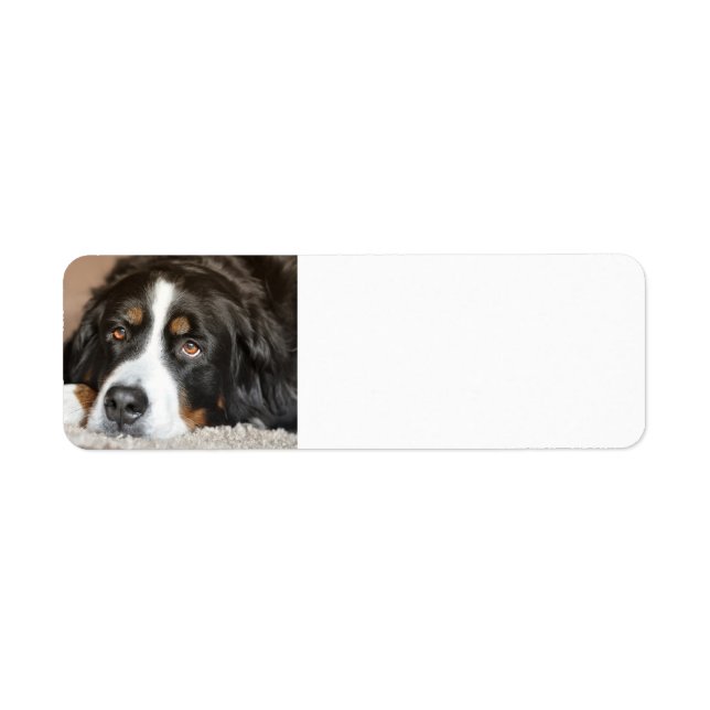 bernese mountain dog laying (Front)