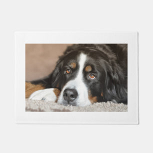 bernese mountain dog laying doormat