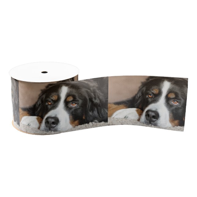 bernese mountain dog laying grosgrain ribbon (Spool)