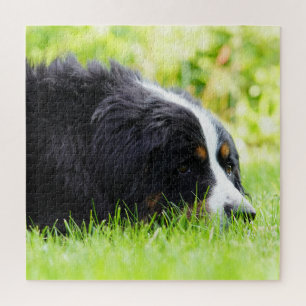 bernese mountain dog laying in grass jigsaw puzzle