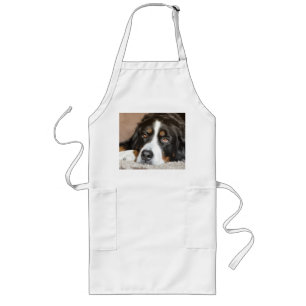 bernese mountain dog laying long apron