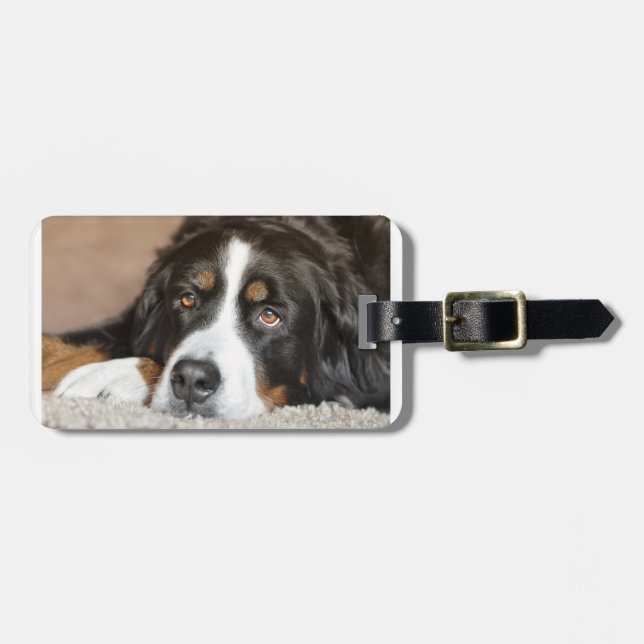 bernese mountain dog laying luggage tag (Front Horizontal)