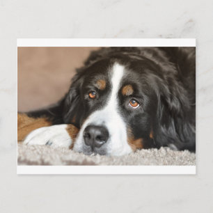 bernese mountain dog laying postcard